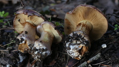 Cortinarius xanthophyllus