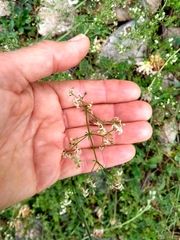Galium lucidum