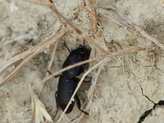 Acinopus megacephalus