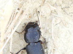 Acinopus megacephalus