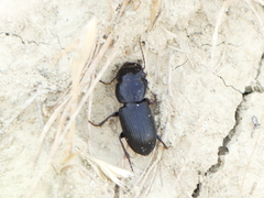 Acinopus megacephalus