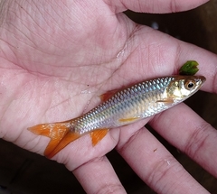 Rasbora dandia