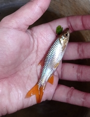 Rasbora dandia