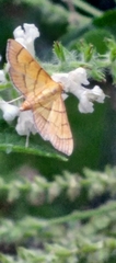 Orphanostigma haemorrhoidalis