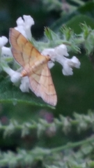 Orphanostigma haemorrhoidalis