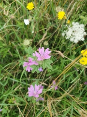 Malva sylvestris