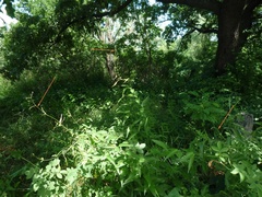 Vincetoxicum hirundinaria hirundinaria