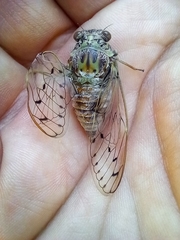 Cicada orni