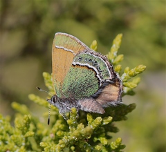 Callophrys mcfarlandi