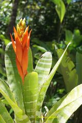 Aechmea chantinii