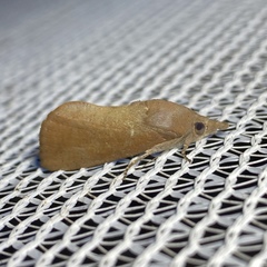 Hypocala guttiventris