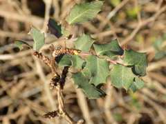 Berberis swaseyi