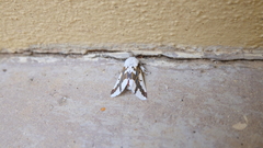 Euerythra phasma