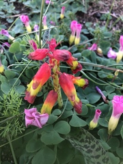 Lachenalia quadricolor