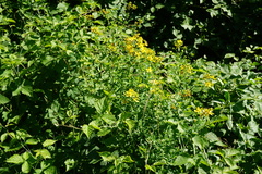 Hypericum × desetangsii