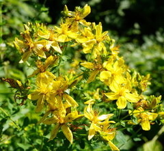 Hypericum × desetangsii