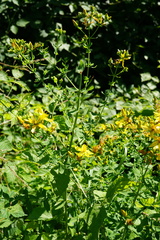 Hypericum × desetangsii