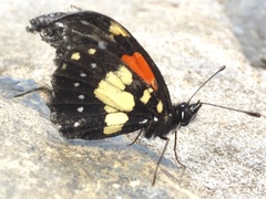 Chlosyne gaudialis gaudialis