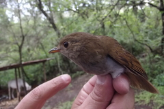 Catharus occidentalis
