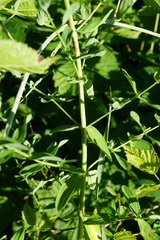 Hypericum × desetangsii