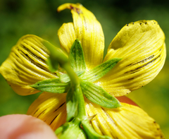 Hypericum × desetangsii