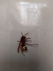Vespa orientalis