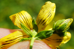 Hypericum × desetangsii