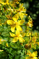 Hypericum × desetangsii
