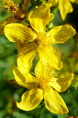 Hypericum × desetangsii