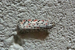 Utetheisa lotrix