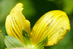 Hypericum × desetangsii