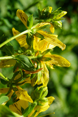 Hypericum × desetangsii