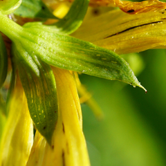 Hypericum × desetangsii