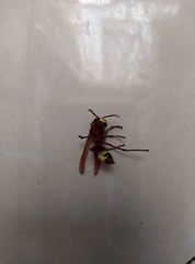 Vespa orientalis