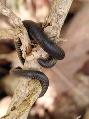 Ommatoiulus rutilans