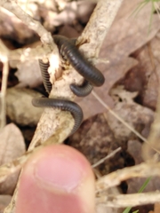 Ommatoiulus rutilans