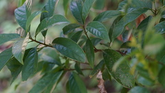 Sterculia lanceolata