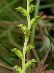 Microtis oblonga