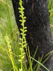 Microtis oblonga