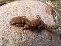 Pachydactylus
