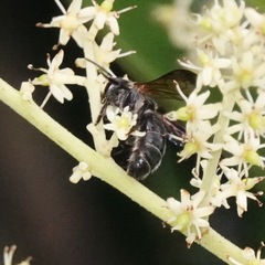 Nomia fuscipennis