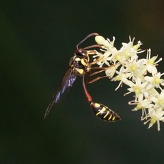 Eustenogaster micans