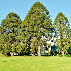 Araucaria bidwillii