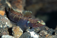 Shy Goby photo 3