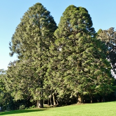 Araucaria bidwillii