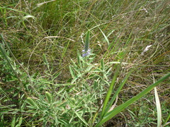 Veronica spicata spicata