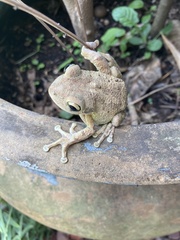 Osteopilus septentrionalis