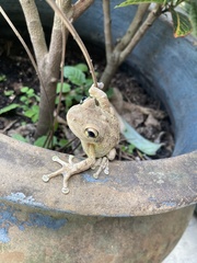 Osteopilus septentrionalis