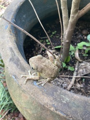 Osteopilus septentrionalis