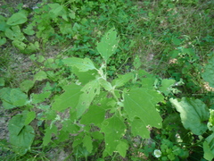 Chenopodium suecicum
